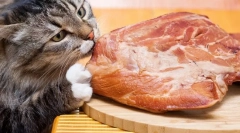 De ce pisicile nu pot mânca carne de porc?